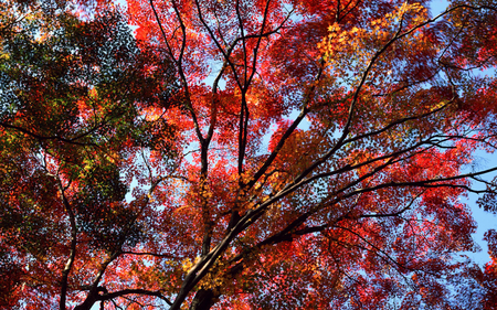 Red Autumn 3 - nature, autumn, red, tree, leaf