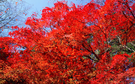 Red Autumn 5 - red, leaf, tree, nature, autumn