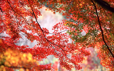 Red Autumn 6 - nature, autumn, red, tree, leaf