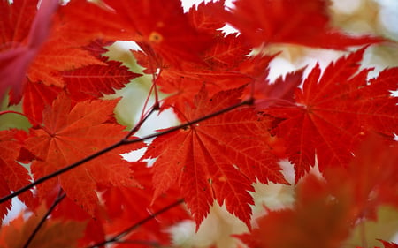 Red Autumn 7 - nature, autumn, red, tree, leaf