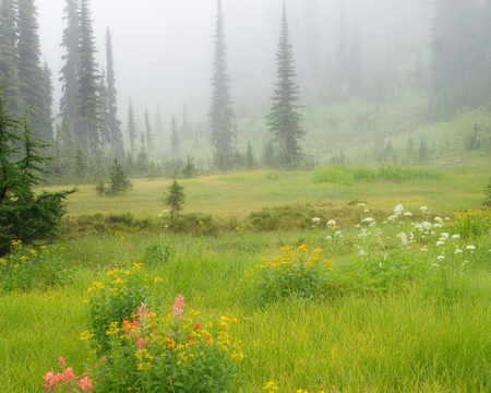 CLEARING VISION - fog, nature, meadow, trees