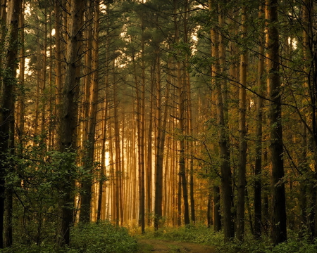 FOREST - forest, trees, nature, sunlight