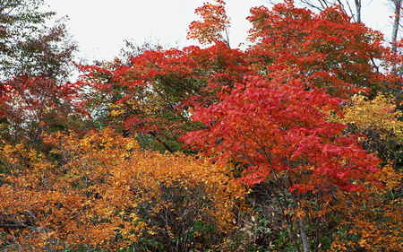 Red&Yellow Autumn - red, leaf, yellow, tree, nature, autumn