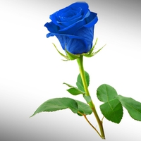 Blue Rose