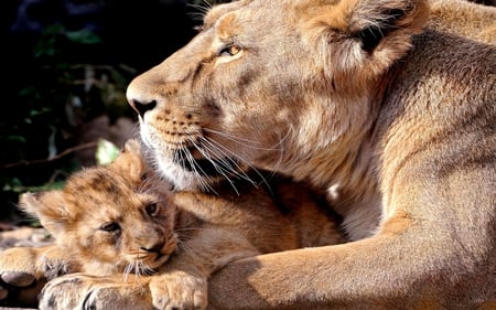 MAMA LOVE - care, lioness, cub, love, wild