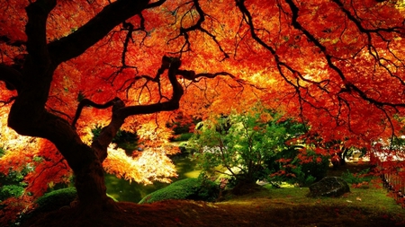 Red Canopy - autumn, fall, maple, red, leaves, color, tree