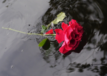 red rose - love, art, reflection, red, water, flowers, rose