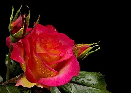 ~RAINBOW ROSE~ - dark, pink, red, rose, flower