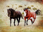 horses