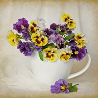 still life
