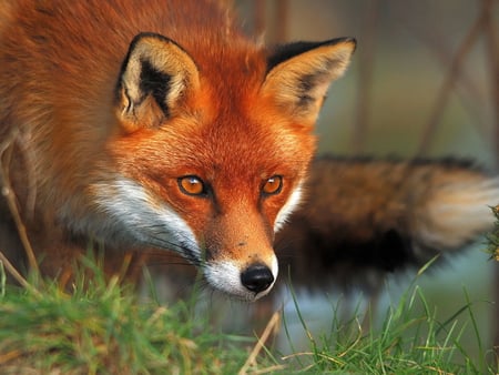 RED FOX - beauty, hunting, eyes, animals, red hair, foxes, fox, fauna, forest, red, wild, grass