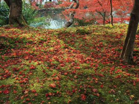 Autunm - nature, quiet, autumn, lake, field, leaf