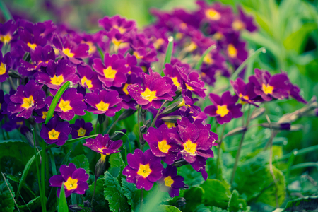 Sweet purple flowers