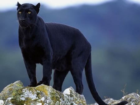 Black panter - black, panter, nature, feline, mountain