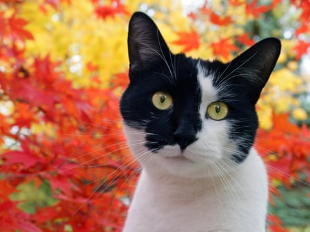 Autumn kitten - calico, mautumn, mkitten, cat, feline, nature