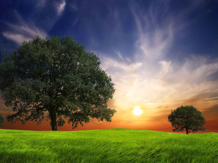 The life calls - sky, field, tree, grass, sunrise, nayure