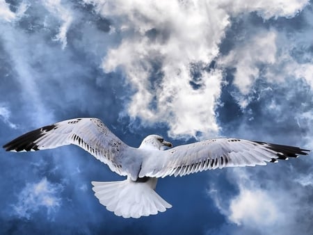 Freedom - sky, cloud, animal, flight, bird