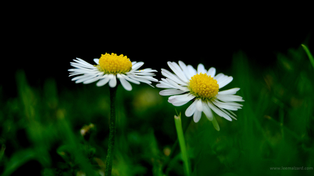 Cheerful Pair - nature, daisy, flowers, grass