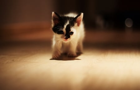 Stalking Kitten