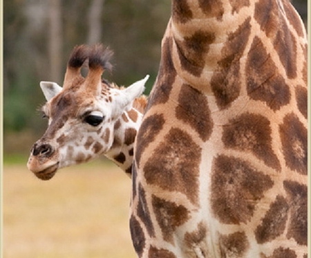 PEEKING FROM BEHIND MUM,