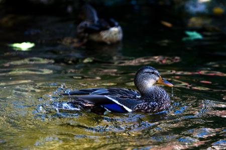 happy duck - nature, duck, ducks, lake, art, animals, water, birb