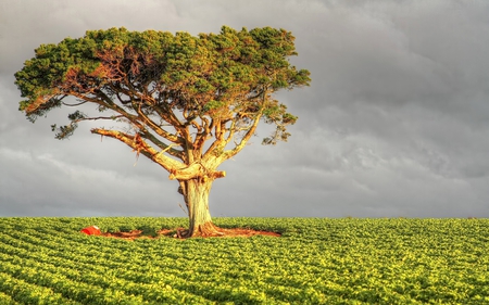 Lone Tree - field, nature, tree, sky