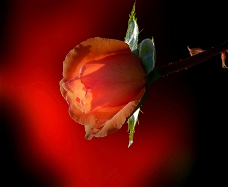 rose bud - bud, rose, lights, red