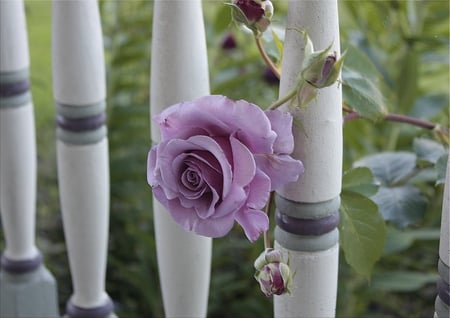 ~♥~ Purple sweetness ~♥~ - roses, lavender, forever, sweetness, beautiful, sunshine, love, light, happier, flowers, magnificent, nature, purple, garden, violet