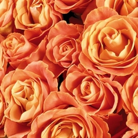 Orange roses