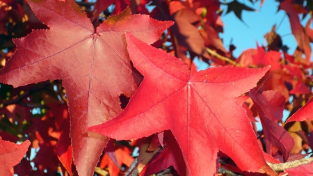 Bright October Leaves - sky, fall, bright, firefox persona, leaves, color, autumn