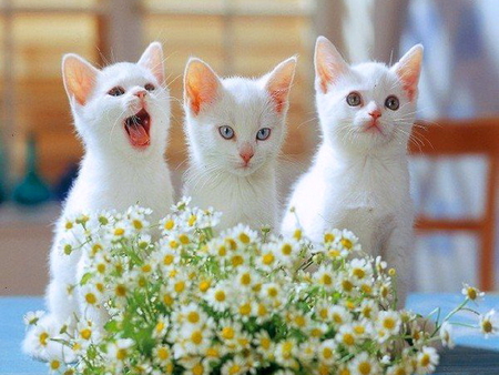 For Carmen to love - white, three, blue eyes, kittens, siblings, daisies