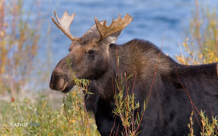 bull moose - bull moose, alaska, animal, wallpaper, north america