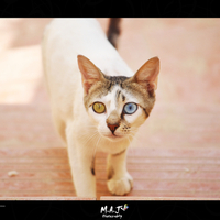 Cat Wallpaper 
