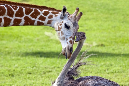 Wilma and Bea - friends, giraffe, ostrich, animals