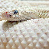 White Snake