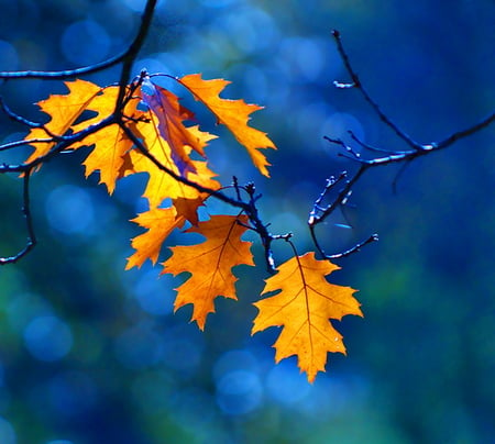 Last leaves of fall - branch, yellow, blue, autumn, gold, leaves