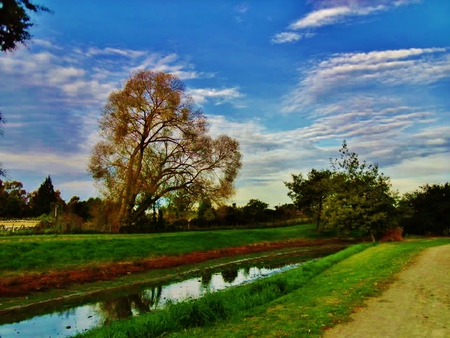 tree - grass, tree, land, sky