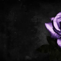 Purple Rose