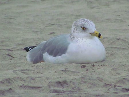 Resting seagull - bird, lazy, sandy beach, beautiful