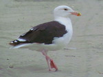 sea gull