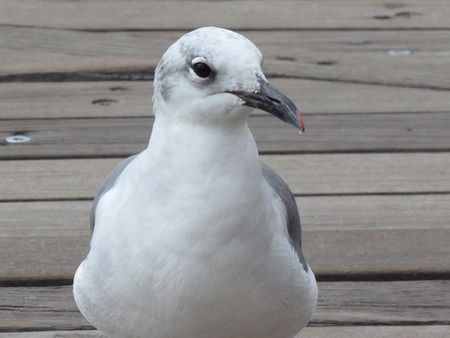 pretty sea gull - food, waiting, beach, fly