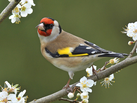 Pretty bird - flower, animal, bird, flight, nature