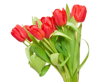 Red tulips * For Cleo48 (Helen) - red, flower, bouquet, tulip, nature