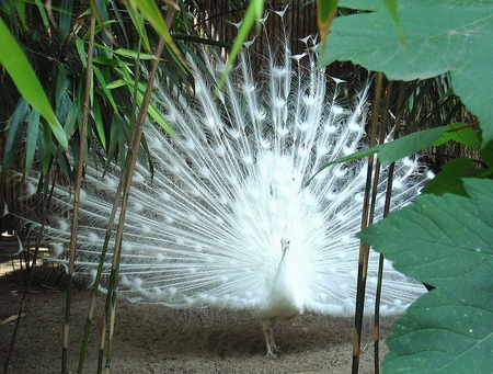 INDIAN-PEAFOWL, WHITE - beautiful, tail, white, fanned