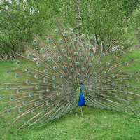 MALE PEACOCK