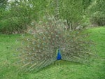 MALE PEACOCK