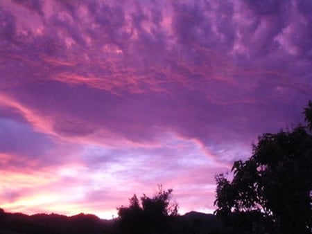 sunset - sky, tree, sunset, pink