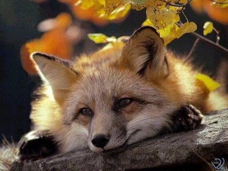 Fox - animal, fox, nature, life