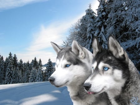 Huskies - husky, animal, snow, dog, puppy, tree