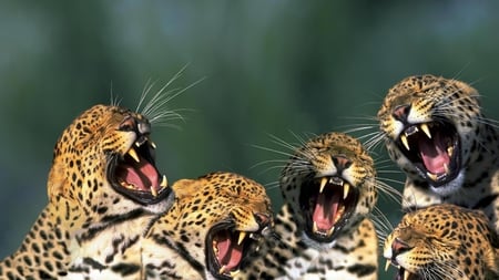 Growling Leopards - cub, cat, feline, five, ferocious, angry, leopard, growling, leopards, beautiful